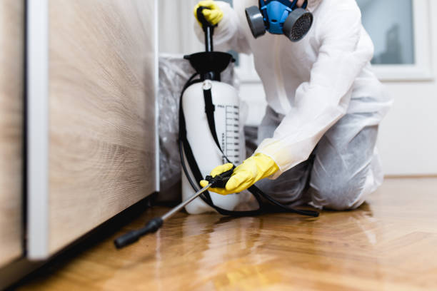 Best Local Pest Control Services  in Harlingen, TX