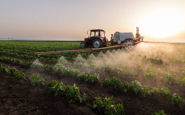 Best Ant Control Services  in Harlingen, TX