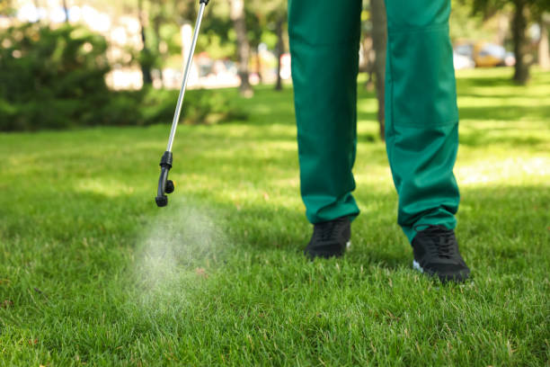 Best Pest Removal Services  in Harlingen, TX