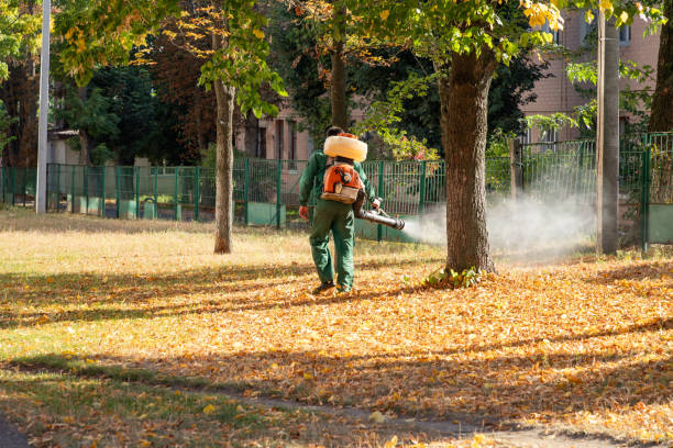 Best Ant Control Services  in Harlingen, TX