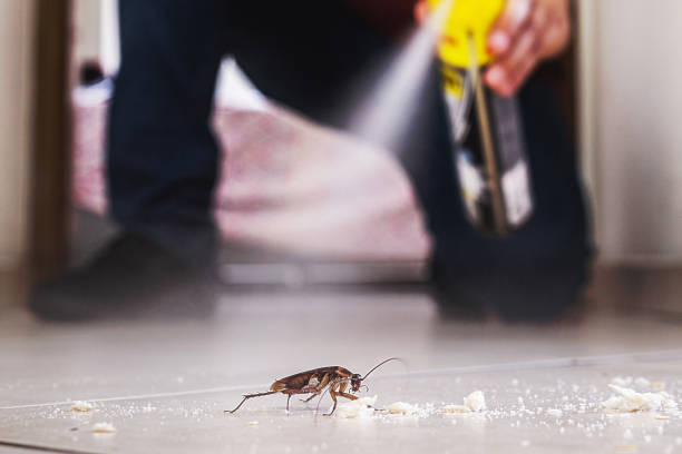 Best Pest Inspection Near Me  in Harlingen, TX